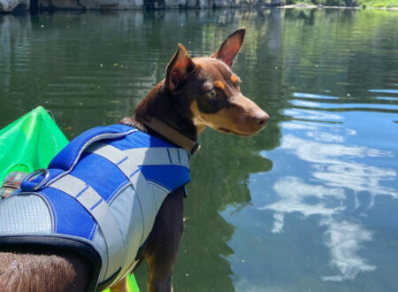 Faire du canoë avec son chien