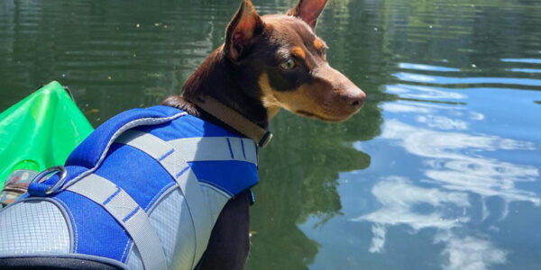 Faire du canoë avec son chien Faire du canoë avec son chien